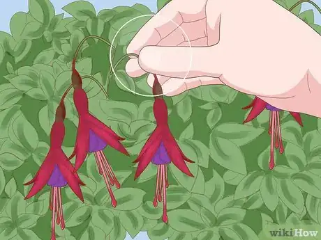 Imagen titulada Care for Fuchsia Step 12