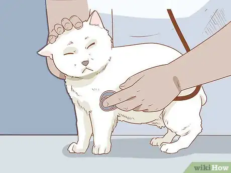 Imagen titulada Diagnose and Treat Rodent Ulcers in Cats Step 4