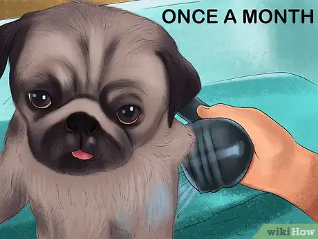 Imagen titulada Care for a Pug Step 11
