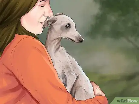 Imagen titulada Care for an Italian Greyhound Step 1