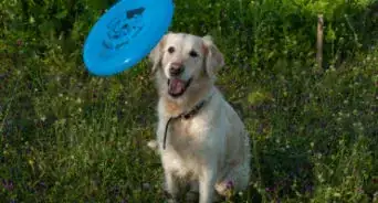 enseñarle a tu perro a atrapar un disco volador (Frisbee)