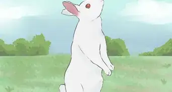 leer las señales de orejas de los conejos