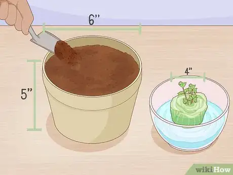 Imagen titulada Grow Celery from a Stalk Step 6