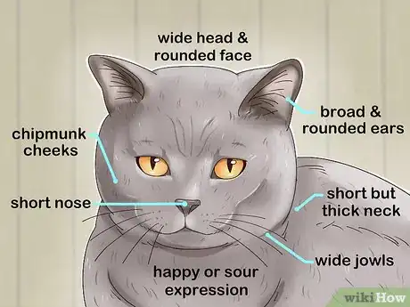 Imagen titulada Identify a British Shorthair Cat Step 1