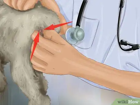 Imagen titulada Express a Dog's Anal Gland Step 2