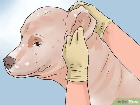 Imagen titulada Identify Mange on Dogs Step 7