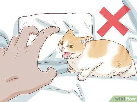 Imagen titulada Train a Cat Step 9