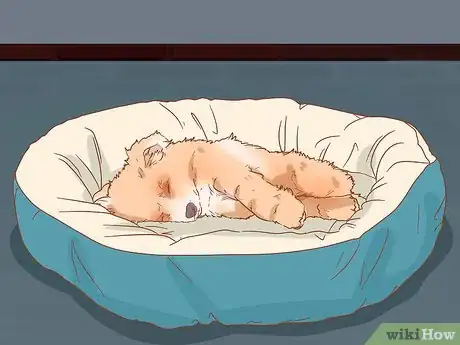 Imagen titulada Take Care of a Pomeranian Step 5