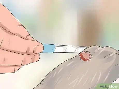 Imagen titulada Remove Warts on Dogs Step 17