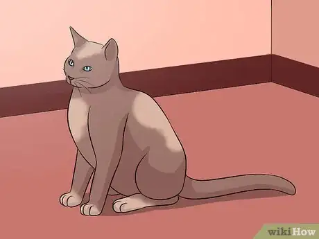 Imagen titulada Diagnose Eyelid Conditions in Cats Step 1