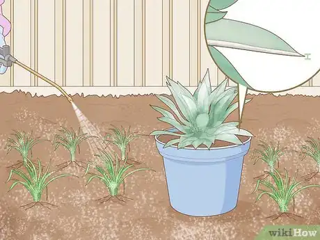 Imagen titulada Apply Diatomaceous Earth Step 9