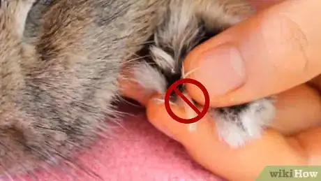 Imagen titulada Cut a Rabbit's Claws Step 10