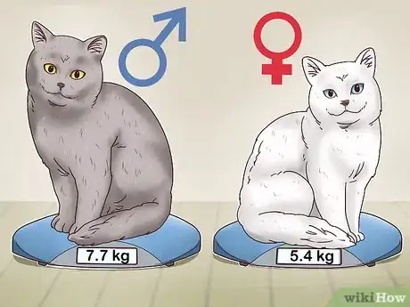 Imagen titulada Identify a British Shorthair Cat Step 6