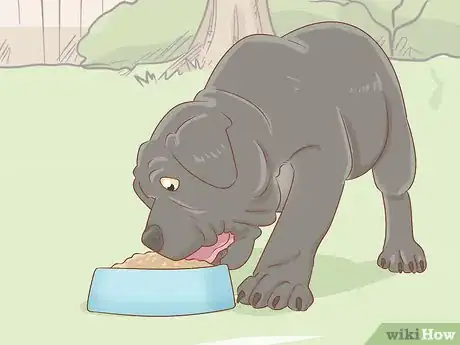Imagen titulada Breed Cane Corso Step 11