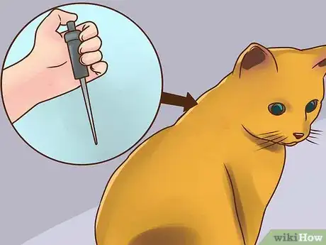 Imagen titulada Treat Lice in Cats Step 8