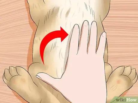 Imagen titulada Treat Digestive Problems in Rabbits Step 17