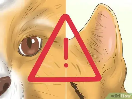 Imagen titulada Calm Your Cat with Aromatherapy Step 18