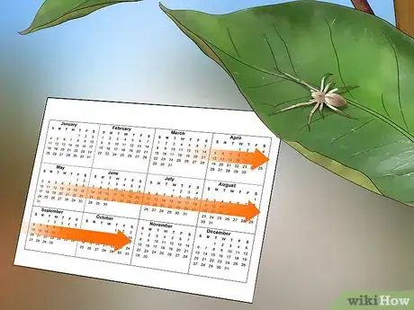 Imagen titulada Identify a Yellow Sac Spider Step 12