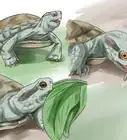 comprar una tortuga