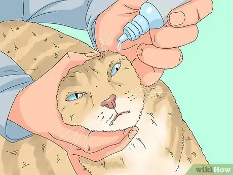 Imagen titulada Treat Watery Eyes in Cats Step 9