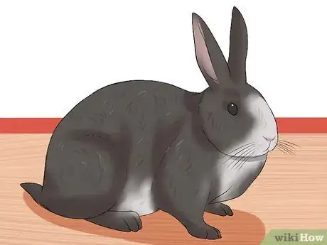 Imagen titulada Tell the Age of a Rabbit Step 5
