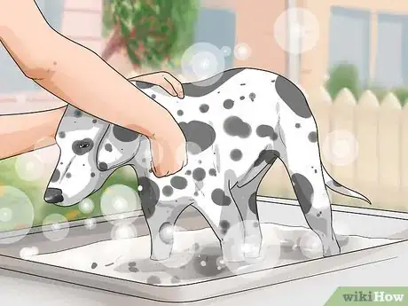 Imagen titulada Care for a Dalmatian Step 13