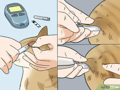 Imagen titulada Feed a Diabetic Cat Step 11