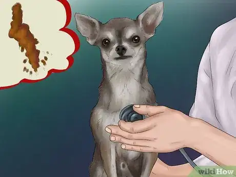 Imagen titulada Feed Picky Chihuahuas Step 1