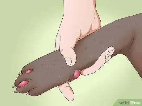 Imagen titulada Trim a Dog's Nails Step 4