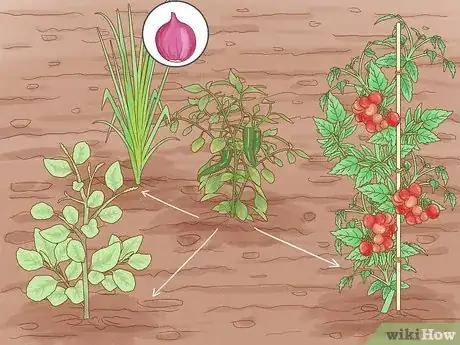 Imagen titulada Grow Hot Peppers Step 17