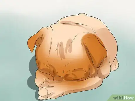 Imagen titulada Diagnose Eye Problems in Pugs Step 6