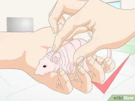 Imagen titulada Care for a Hairless Rat Step 14