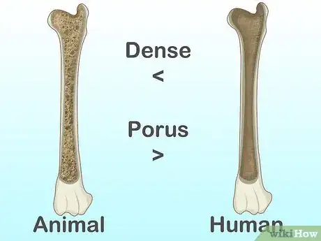 Imagen titulada Identify Human Bones Step 13