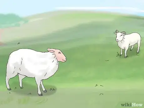Imagen titulada Breed Sheep Step 9