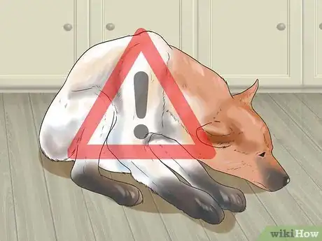 Imagen titulada Help a Dog Who Has Canine Epilepsy Step 7