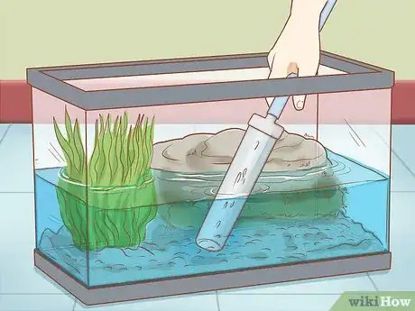 Imagen titulada Take Care of Baby Water Turtles Step 21