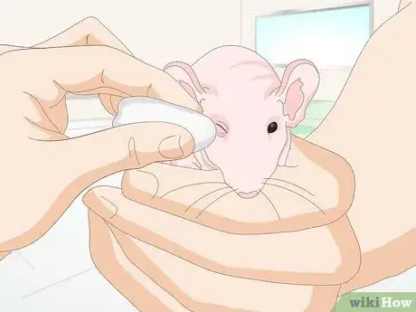Imagen titulada Care for a Hairless Rat Step 13