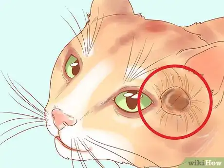 Imagen titulada Recognize Skin Cancer in Cats Step 8