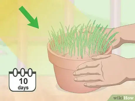 Imagen titulada Make a Grass Pot for Cats Step 5