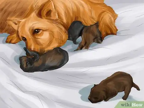 Imagen titulada Spot Health Problems in Newborn Puppies Step 6