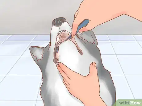 Imagen titulada Care for a Husky Step 15