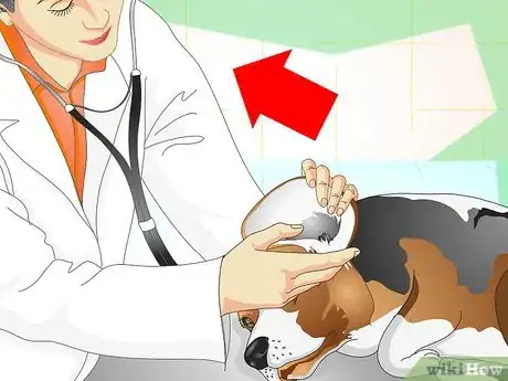 Imagen titulada Heal Ear Infections in Dogs Step 9