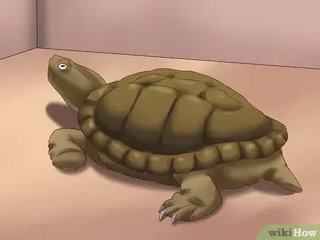 Imagen titulada Make a Turtle Trap Step 9