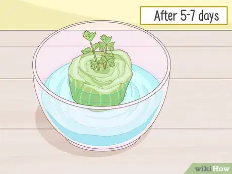 Imagen titulada Grow Celery from a Stalk Step 5