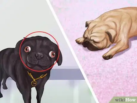 Imagen titulada Live with a Pug Dog Step 14