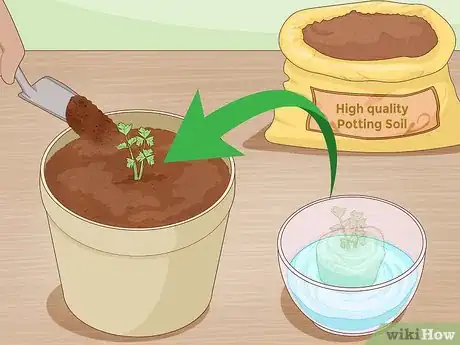 Imagen titulada Grow Celery from a Stalk Step 7