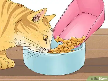 Imagen titulada Get a Cat to Stop Meowing Step 1
