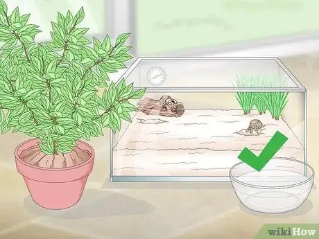 Imagen titulada Maintain Humidity in a Pet Hermit Crab Habitat Step 4
