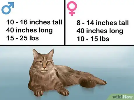 Imagen titulada Identify a Maine Coon Step 2