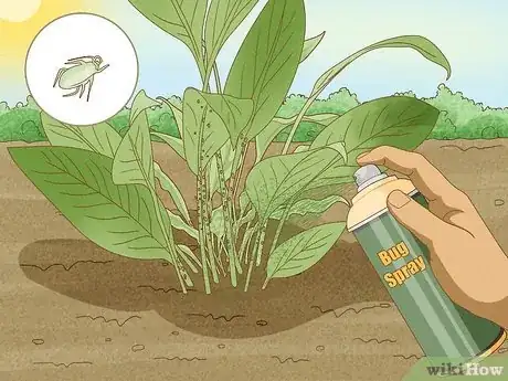 Imagen titulada Winterize Calla Lily Bulbs Step 17